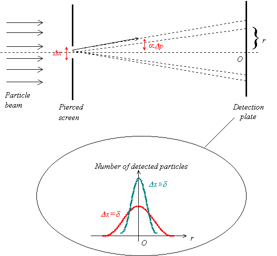 The diffraction pattern displayed by the particles in the slit experiment. The spread is larger when the slit is narrow (red curve) than when it is wide (blue curve)